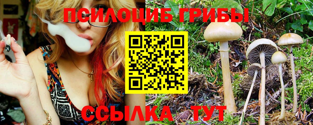 Псилоцибиновые грибы Psilocybine cubensis  Вход с VPN  Коломна 